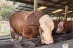 Demi Proses Administrasi Bantuan Sapi Presiden, Peternak Riau Kumpul di Kantor Gubri